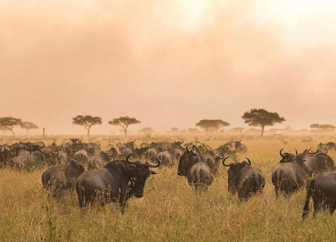 NORTHERN TANZANIA, Tanzania